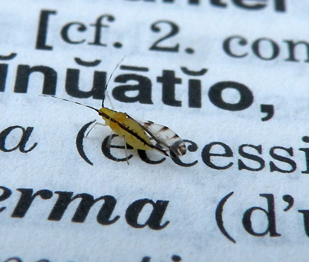 Eucallipterus tiliae